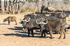 cape buffalos