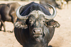 cape buffalo