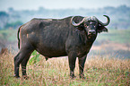 African cape buffalo