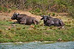 African cape buffalos