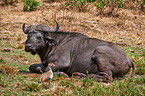 African cape buffalo