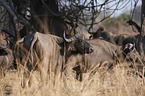Cape buffalos