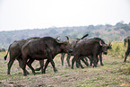 African Buffalo