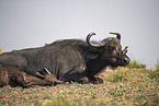 lying African Buffalo