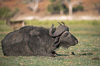 lying African Buffalo