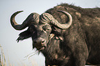 African Buffalo portrait
