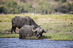 African Buffalo