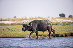walking African Buffalo