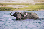 African Buffalo