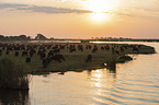 African Buffalo