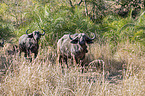 African Buffalos