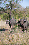 African Buffalos