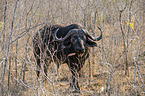 walking African Buffalo