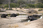 African Buffalos