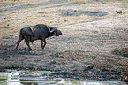 walking African Buffalo