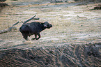running African Buffalo