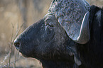 African Buffalo portrait