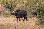 African cape buffalos