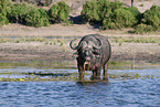 African cape buffalo