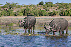 African cape buffalo