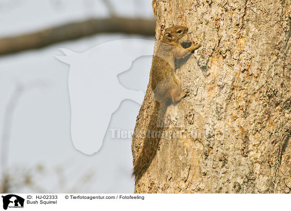 Bush Squirrel / HJ-02333