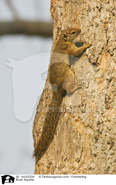 Afrikanisches Buschhrnchen / Bush Squirrel / HJ-02334