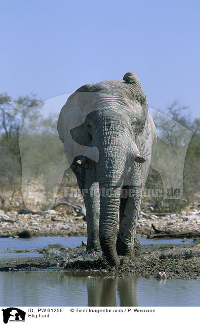 afrikanischer Elefant / Elephant / PW-01256