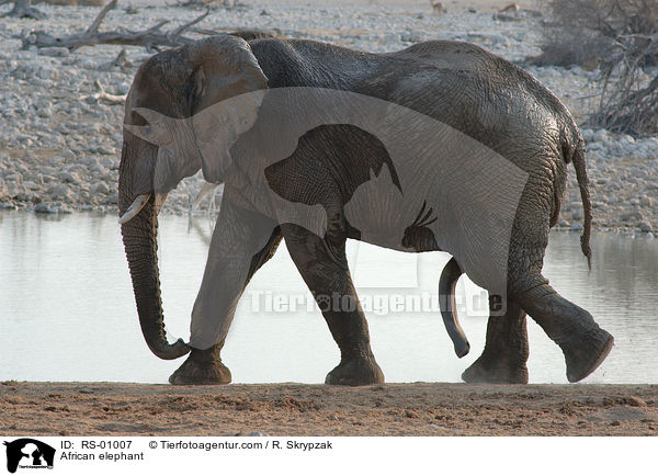 Afrikanischer Elefant / African elephant / RS-01007