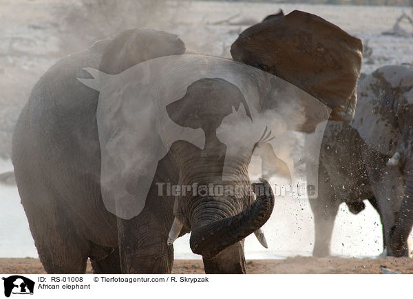 Afrikanischer Elefant / African elephant / RS-01008