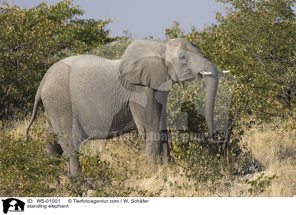 standing elephant / WS-01001