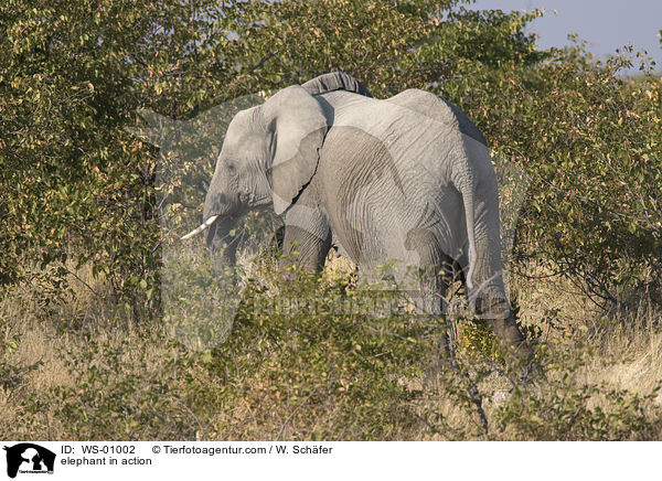 Elefant in Bewegung / elephant in action / WS-01002