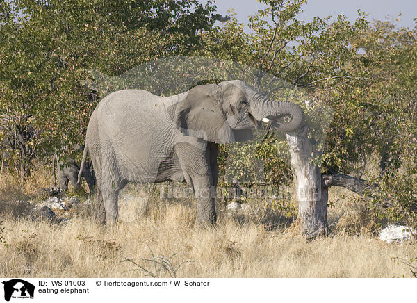 fressender Elefant / eating elephant / WS-01003