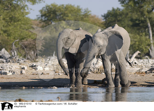 Elefanten am Wasserloch / elephants / WS-01010