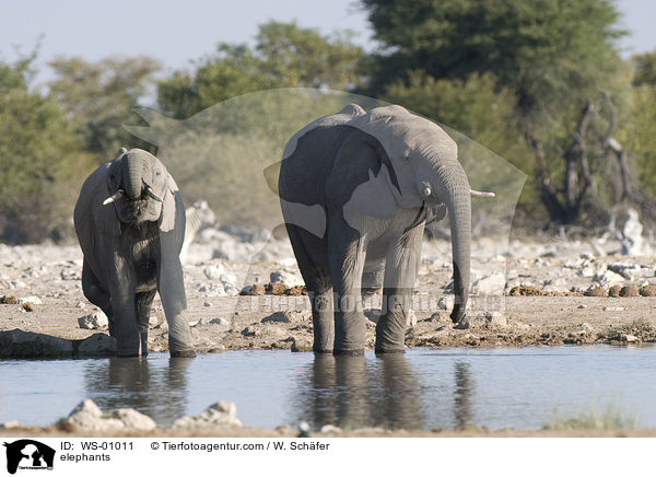 Elefanten am Wasserloch / elephants / WS-01011