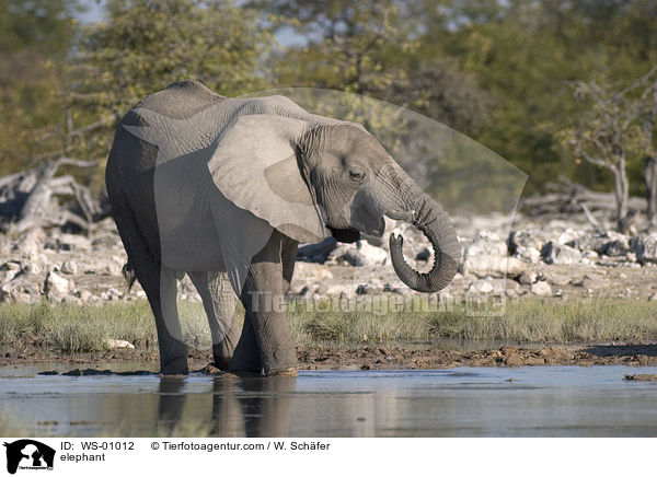Elefant am Wasserloch / elephant / WS-01012