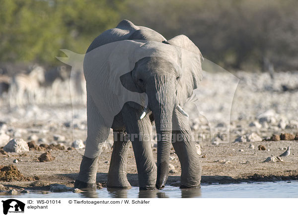 Elefant am Wasserloch / elephant / WS-01014