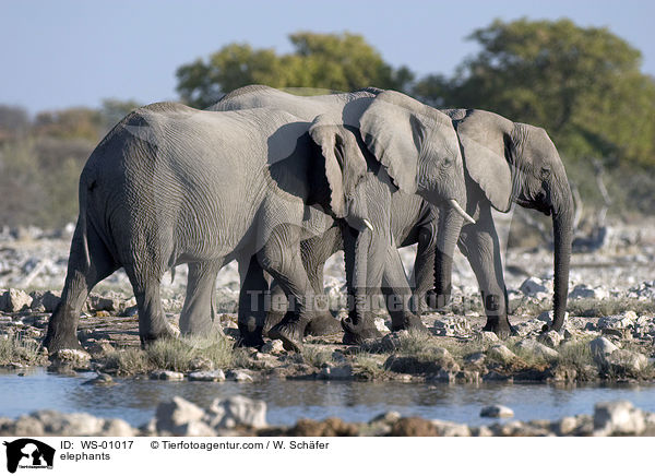 Elefanten am Wasserloch / elephants / WS-01017