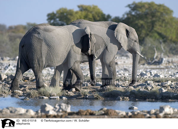 Elefanten am Wasserloch / elephants / WS-01018