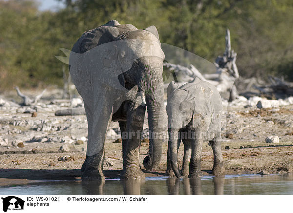 Elefanten am Wasserloch / elephants / WS-01021