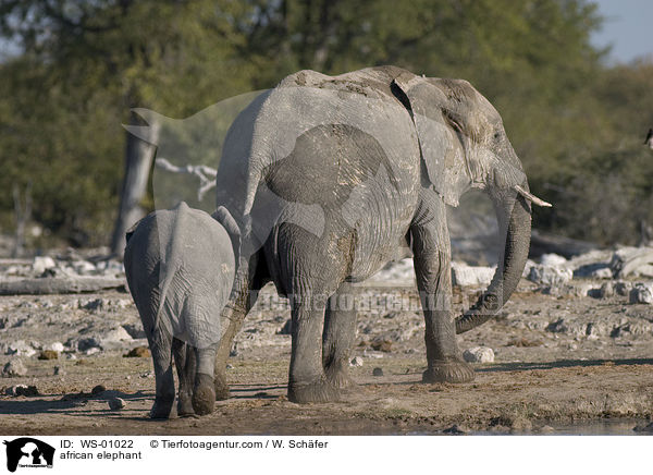 Afrikanischer Elefant / african elephant / WS-01022