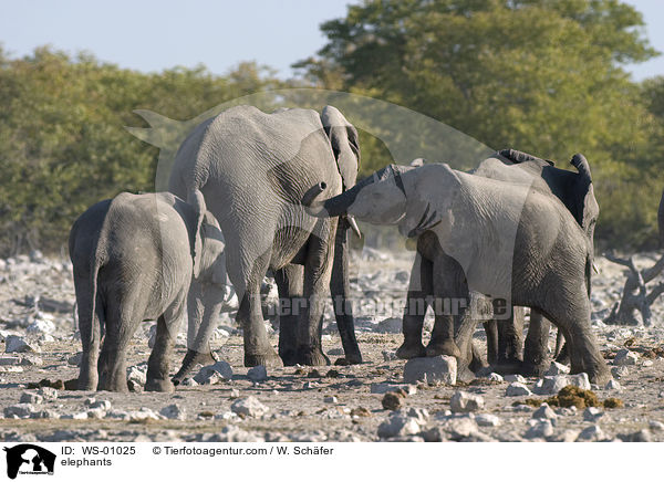 Elefanten / elephants / WS-01025