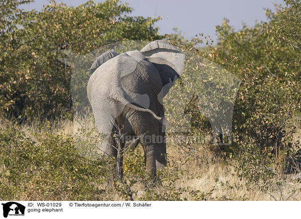 Elefant verschwindet im Busch / going elephant / WS-01029