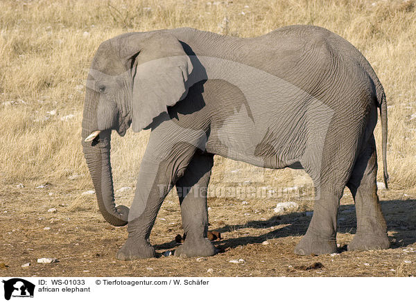 Afrikanischer Elefant / african elephant / WS-01033