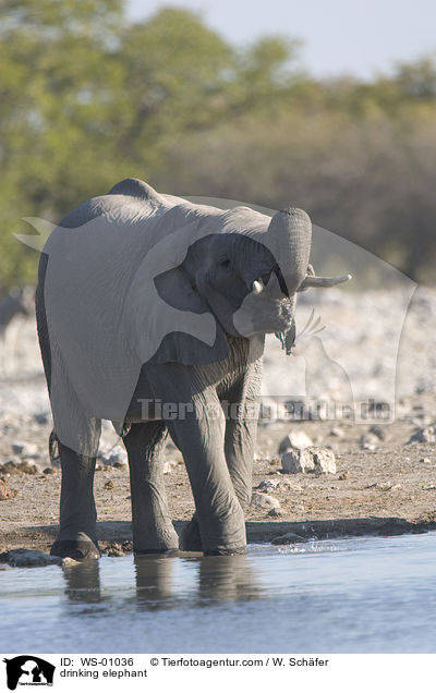 Elefant am Wasserloch / drinking elephant / WS-01036