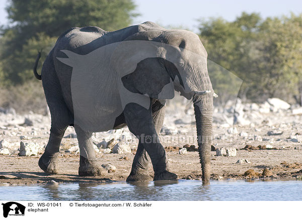 Elefant am Wasserloch / elephant / WS-01041