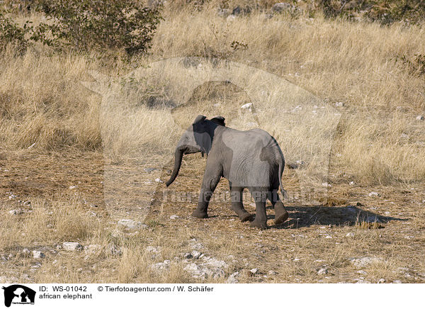 Afrikanischer Elefant / african elephant / WS-01042