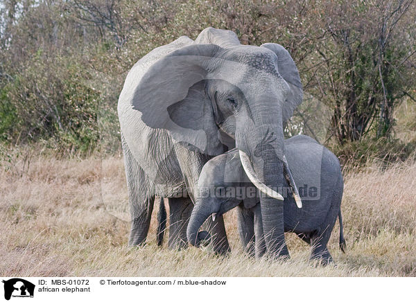 afrikanischer Elefant / african elephant / MBS-01072