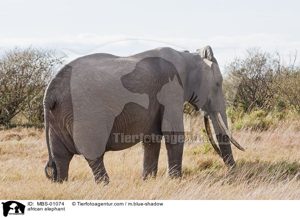 afrikanischer Elefant / african elephant / MBS-01074