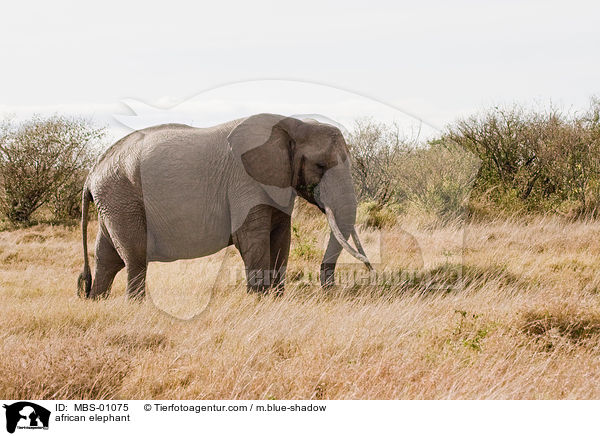 afrikanischer Elefant / african elephant / MBS-01075