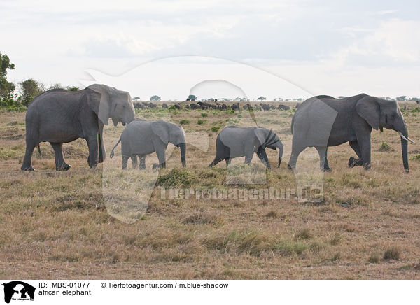 afrikanischer Elefant / african elephant / MBS-01077